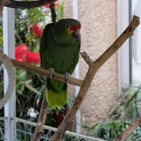 Léon