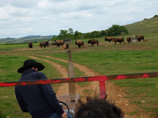 Et pour finir tous dans le chariot pour la chasse aux bisons !