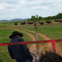 Et pour finir tous dans le chariot pour la chasse aux bisons !